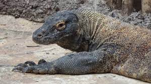 Justru sebaliknya, akan menurunkan daya tahan tubuh akibat masuknya berbagai jenis bakteri. Deretan Kisah Nahas Manusia Digigit Komodo Kumparan Com