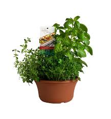 Image result for Psychotria succulenta