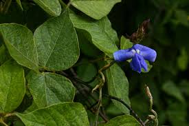 Image result for Cyphostemma lynesii