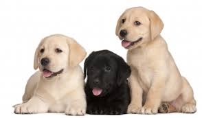 Ein zuhause ohne labrador ist nur ein haus. Labrador Spens Willkommen Auf Der Seite Des Labradorzwingers Zur Arensburg