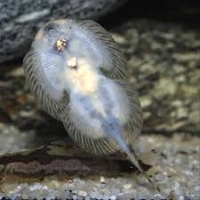 Image result for Kotschya speciosa