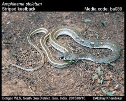 Image result for Amphiasma