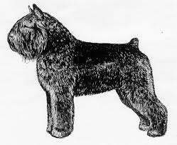 The bouvier des flandres is known for their beard and mustache look. Breed Standards Bouvier Des Flandres United Kennel Club Ukc