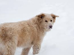 The best way to determine the temperament of a mixed breed is to look up all breeds in the cross and understand that you can get any combination of the characteristics found in either breed. Is The Great Pyrenees Lab Mix A Loveable Bear Dog K9 Web