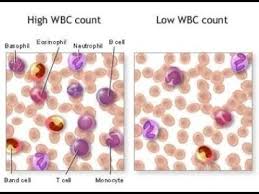Image result for Monocyte Count