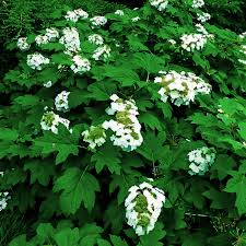 When i worked at the garden center, knowing how difficult it is for people to plant immature plants far enough apart, i used to recommend planting the oak leaf hydrangeas on the outside corner of the house. Alice Oakleaf Hydrangeas For Sale Online The Tree Center
