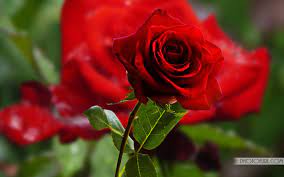 Wpidbeautifulyellowroseflowerswallpapersjpg Oke Lagi Beautiful Most Wallpaper Rose Flowers Jpg Beautiful Rose Flowers Most Beautiful Flowers Beautiful Roses