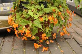 Image result for Begonia sutherlandii