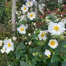 Image result for Anemone transvaalensis