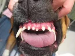 Image result for Tooth Luxation