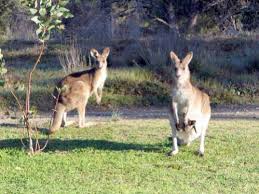 Full access to free state boat launch directly across. Lake Glenbawn Holiday Cottages Segenhoe Hunter Valley Australia 9 Guest Reviews Book Hotel Lake Glenbawn Holiday Cottages