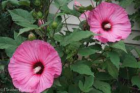 Perennial Hibiscus Bridging The Gap Between Summer And Fall Hibiscus Plant Perennials Hibiscus