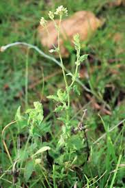 Image result for Blumea