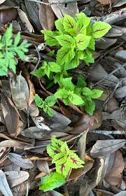 Image result for Coleus grandidentatus