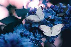 Conoce El Significado De Las Mariposas A Nivel Espiritual Hypothyroidism Fun Facts 10 Interesting Facts