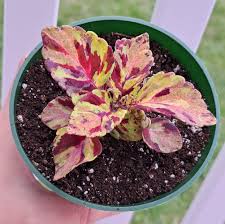 Image result for Coleus psammophilus