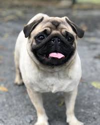 Good Morning Dog Dogs