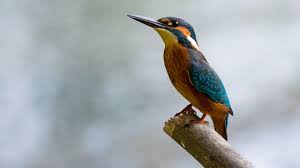 Free Image On Pixabay Alcedo Atthis Common Kingfisher Common Kingfisher Kingfisher Kingfisher Bird