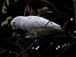 Goffin's cockatoos are not shy birds. Goffinkakadu Wikipedia