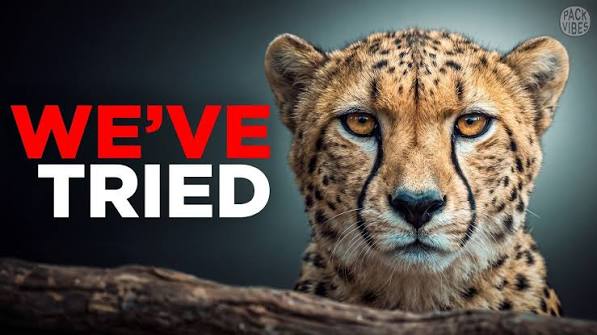 Why Cheetahs Are Friendly (But Never Domesticated)
