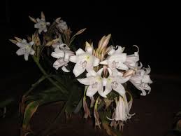 Image result for Crinum lugardiae