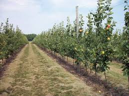 Check spelling or type a new query. Michigan State University Researcher Spearheads Orchard System Of The Future Mlive Com