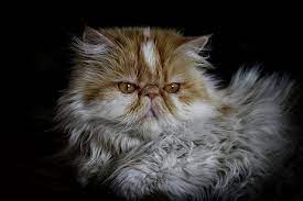 Kucing persia peaknose menjadi salah satu primadona yang banyak diminati dari jenis ras persia. 4 Jenis Kucing Persia Yang Bagus Di Indonesia Beserta Harganya Hobinatang