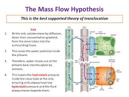 Maybe you would like to learn more about one of these? Complete Ocr Biology Module 3 1 3 Transport In Plants Lessons Teaching Resources
