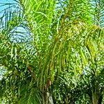 Image result for Raphia farinifera