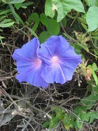 Morning Glory Family Convolvulaceae Represents Love In Vain In Victorian Language Of Flowers My Homeowners Association Flowers Plants Language Of Flowers