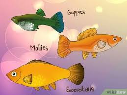 Kuhmilch und milchprodukte in kleinen mengen im brei ergänzen den speiseplan erst ab dem 7. Herausfinden Ob Dein Fisch Babys Bekommt Wikihow
