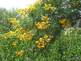 Image result for Acacia karroo