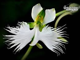 Image result for Habenaria macrandra