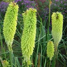 Image result for Kniphofia princeae