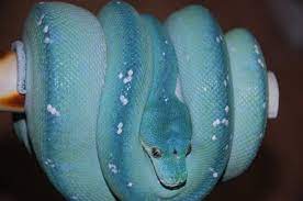 Maybe you would like to learn more about one of these? Hormonal Or Blue Seeking Opinions In Morelia Viridis Forum Green Tree Python Forum Chondro Forum Forum Pet Snake Beautiful Snakes Arctic Blue