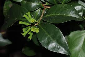 Image result for Peddiea