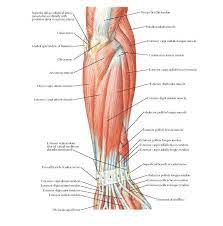 Maybe you would like to learn more about one of these? Pin On Upper Limb Anatomy