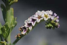 Image result for Heliotropium ciliatum