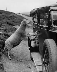 A Mountain Sheep On The Horse Shoe Pass Near Llangollen In N Wales Begs For Food From A Small Boy In A Car 26th September 1936 Sheep Cute Animals Animal Photo