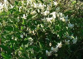 Image result for Clematis brachiata