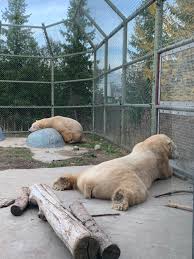 Monday forecast for #toronto calls for another 20° day. Polar Bear Sploot At The Toronto Zoo Today Sploot