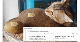 Purrely Funny Russian Cat Memes Translated To English It S A Tumblr Gem Link In Bio For More Russian Cat Cat Memes Russian Humor