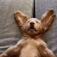 Here Are 20 Dog Gifs That I Hope Brighten Your Saturday Cutesypooh Cute Baby Animals Cute Animals Funny Animals
