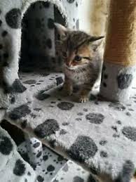 Katze alleine lassen ab wann wie lange katzen alleine zuhause lassen tipps tricks. Katze Abgeben Ebay Kleinanzeigen