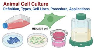 Later on, animal cell culture became essential for scientific research, diagnosis and biotechnological activities. Animal Cell Culture Definition Types Cell Lines Procedure Applications