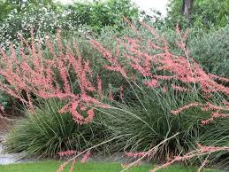 Austin texas daily photo capital pets one of our new downtown businesses is the austin urban pet center with this. 20 Seeds Red Yucca Hesperaloe Parviflora Hummingbird Plant Etsy In 2021 Drought Resistant Plants Texas Landscaping Texas Native Plants