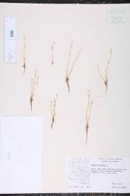 Image result for Juncus dregeanus