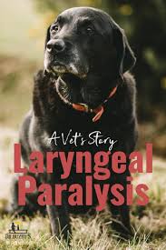 Laryngeal Paralysis In Dogs The Ultimate Guide Dr Buzby S Toegrips For Dogs Dog Illnesses Senior Dog Dog Care