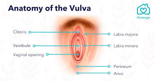 Image result for Vulvar Cancer