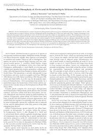 Image result for Alectra rigida